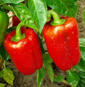 Two ripe yellow bell peppers hang from a plant with green leaves, covered in dew droplets, offering a vibrant contrast that accentuates the beauty of their Capsicum relatives.