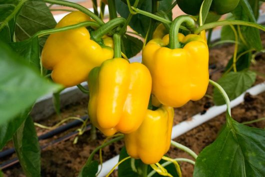 Five 'Golden' bell peppers, a variety of Capsicum from the 4" pots, are growing on a plant with lush green leaves in a garden.