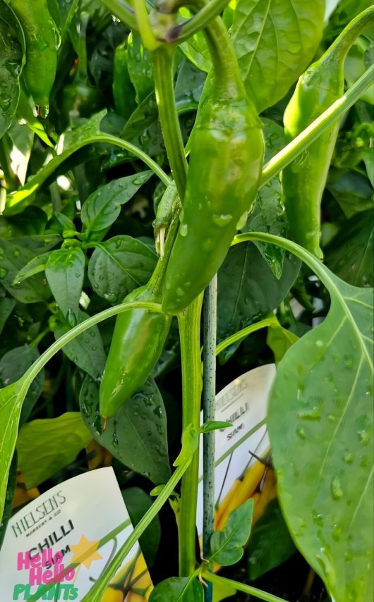 Close-up of a vibrant Capsicum 'Siam' Chilli Pepper in a 4" pot, with labels and supported by a sturdy stick.