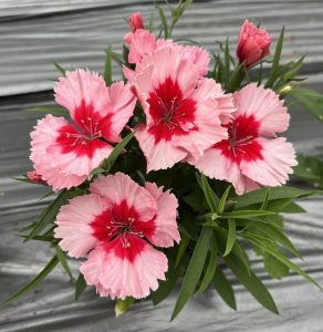 A cluster of Dianthus 'Pink Bicolour' Carnation flowers with green leaves in a 6" pot on a gray surface.