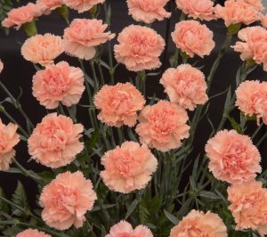 A group of Dianthus 'Pink' carnations bloom gracefully with light pink petals, green stems, and leaves visible against a black background. Perfectly suited for a 6" pot, these vibrant flowers add a touch of elegance wherever placed.