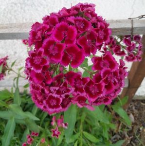 A display of vivid Dianthus 'Viva Magenta' Carnations blooming from a 6" pot, set against a wooden fence with lush green foliage at the base.