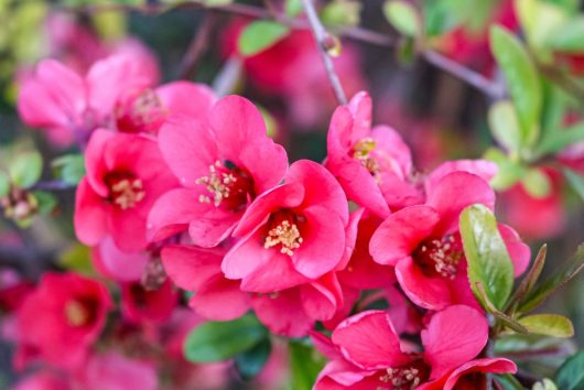 Close-up of vibrant Chaenomeles 'Double Pink' Flowering Quince blossoms with bright yellow centers and lush green leaves in the background, showcased in a 6" pot.