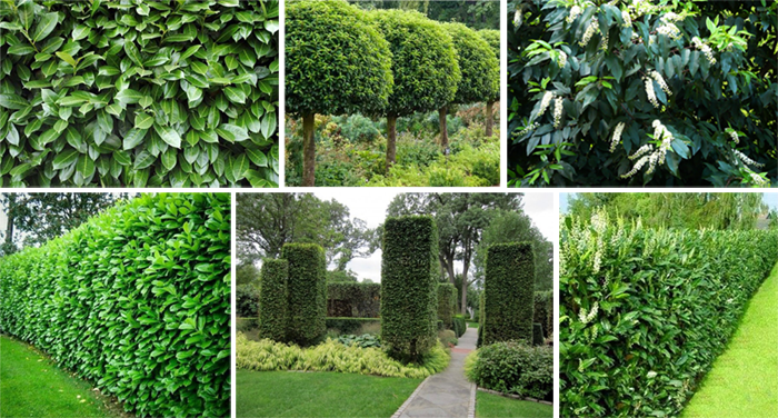 A collage showing well-maintained garden hedges and shrubs, including leafy green hedges, shaped topiary, and flowering shrubs.