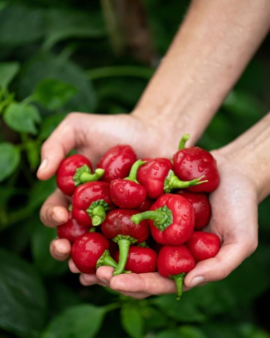 A pair of hands holding a handful of Capsicum 'Red Hot Cherry' Chilli Peppers from a 4" pot against a green leafy background.