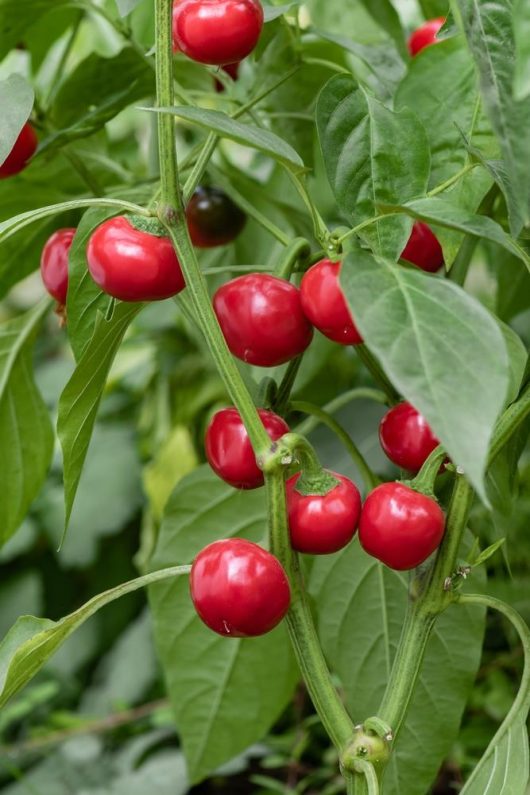 Capsicum 'Red Hot Cherry' Chilli Peppers, also known as Capsicum, growing on a green plant with broad leaves in a 4" pot.