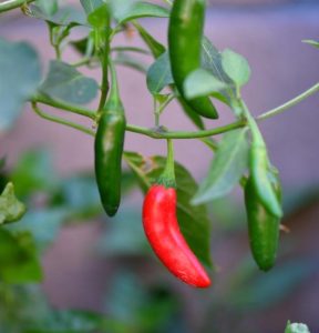 A Capsicum 'Hungarian Black' Chilli Pepper plant in a 4" pot, featuring green foliage and one red Hungarian Black chili pepper hanging from its branches.