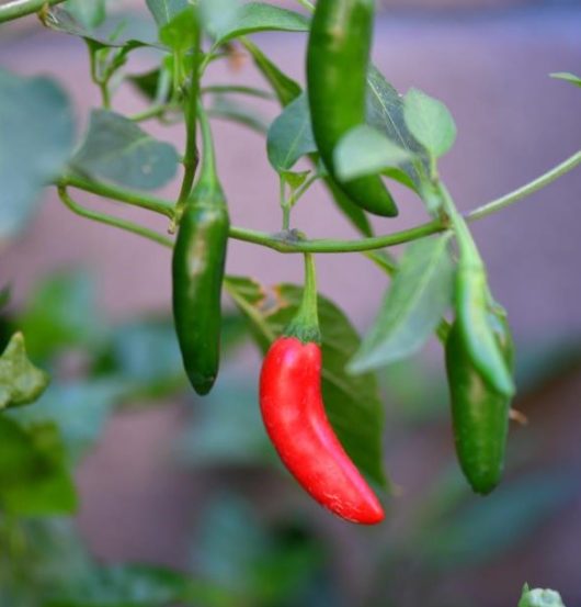 A Capsicum 'Hungarian Black' Chilli Pepper plant in a 4" pot, featuring green foliage and one red Hungarian Black chili pepper hanging from its branches.