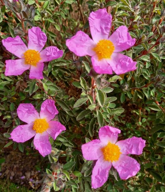 Four bright pink flowers with yellow centers bloom among green foliage.