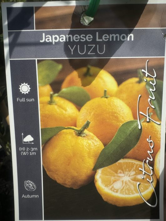 A tag showcasing the "Citrus 'Yuzu' Japanese Dwarf Lemon" with images of yuzu lemons notes its requirements for full sun, a height range of 2-3 meters, and an autumn harvest. This Japanese Dwarf Lemon, available in an 8-inch pot, thrives in sunny locations and is ideal for introducing a citrus flair to your garden.