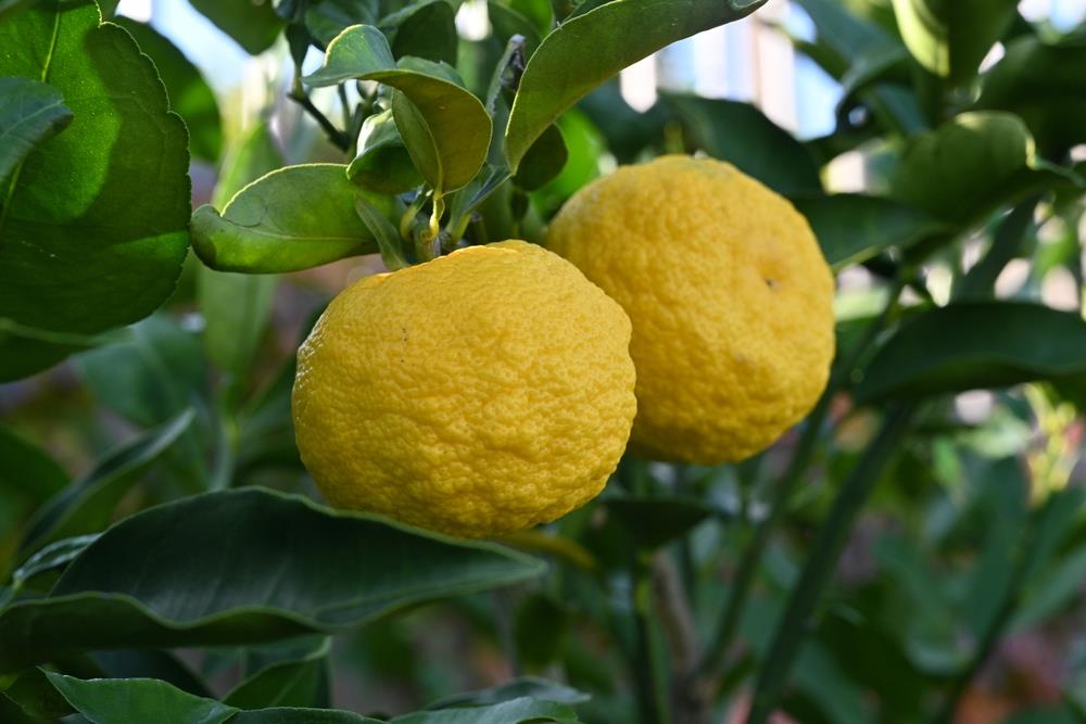 Two Citrus 'Yuzu' Japanese Dwarf Lemons growing on a tree with green leaves in an 8" pot, showcasing the vibrant essence of citrus.