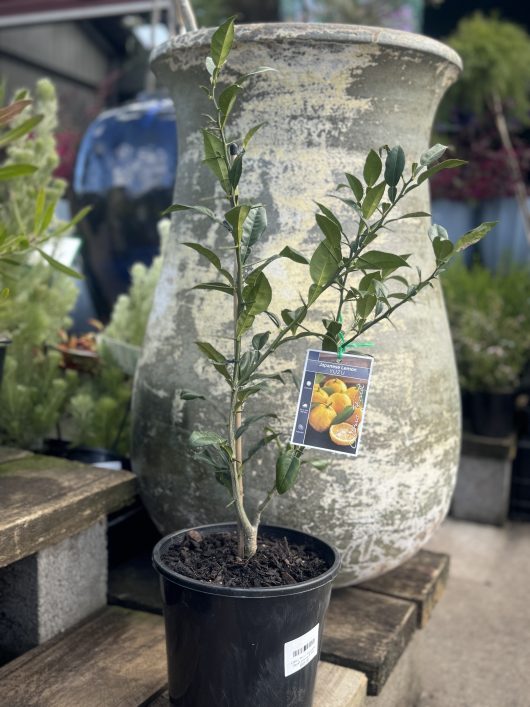 A small potted Citrus 'Yuzu' Japanese Dwarf Lemon tree with a tag displaying oranges is placed in front of a large weathered pot with plants in the background.