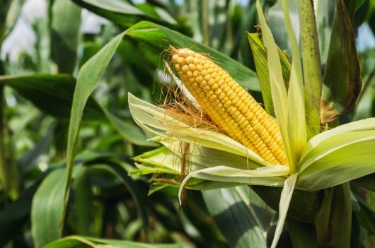 A close-up of a sweet, ripe Corn 'Sweet' cob partially covered by its husk, surrounded by green corn leaves in a 4" pot field.