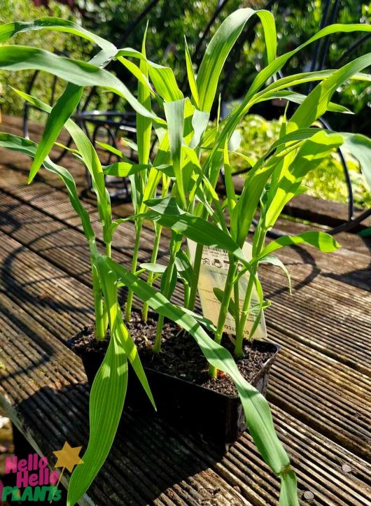 A tray of Corn 'Sweet' 4" Pot seedlings is arranged on a wooden surface with sunlight gently filtering through.