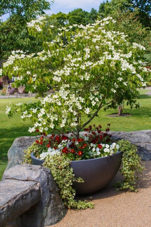 A large planter showcases the Cornus kousa 'Chinese Dogwood' in a 16" pot, adorned with white flowers and encircled by vibrant red and white blooms along with trailing greenery, all situated in an exquisitely landscaped garden.