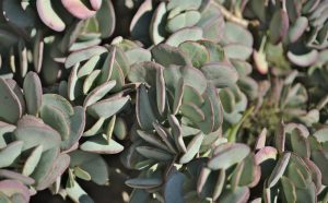 Close-up image of succulent plants with thick, overlapping, pale green leaves edged in a hint of red.