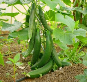 Cucumber 'Burpless' 4" Pots are flourishing on a vine in a garden, surrounded by green leaves and soil. The lush greenery creates an inviting sight, while each pot holds the promise of fresh produce.