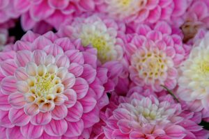 Close-up of several pink Dahlia Dalina® Grande 'Romero' blooms with layered petals and yellow centers, nestled in a 6" pot.