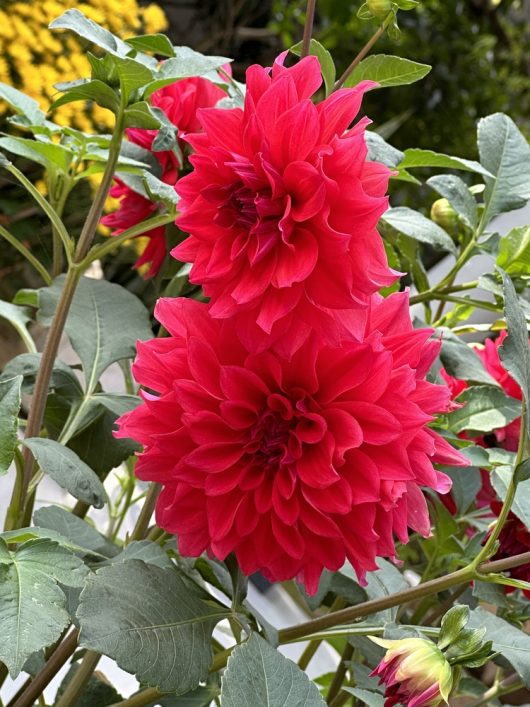 Close-up of two vibrant Dahlia Lubega® Power 'White Lilac' flowers in full bloom, surrounded by green leaves and other plant life, thriving in a 6" pot.