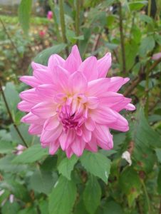 A close-up of a fully bloomed Dahlia Lubega® Power 'Red' flower in a 6" pot, with green foliage in the background.