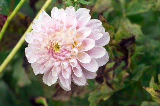 Close-up of a Dahlia Lubega® Power 'Rose' in full bloom, its light pink petals contrasted against a backdrop of green and partially wilted leaves.