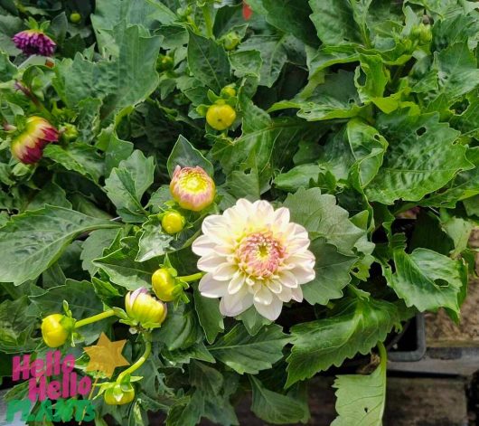 The Dahlia Lubega® Power 'White' Lilac Frost in a 6" pot features a breathtaking blooming flower, surrounded by budding blooms and vibrant green leaves, with the logo text subtly visible at the bottom left.