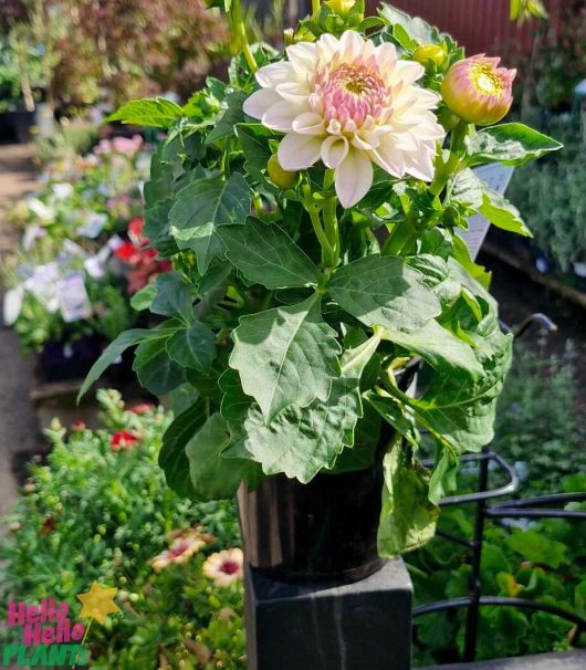 6" pot showcasing the striking Dahlia Lubega® Power 'White' Lilac Frost, with light pink and white blossoms, displayed in a garden center setting.