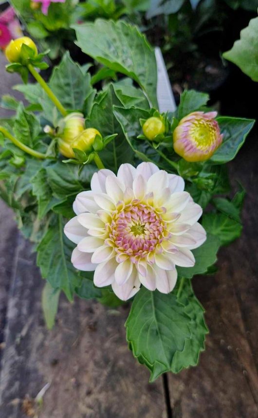 The Dahlia Lubega® Power 'White' Lilac Frost 6" Pot showcases a breathtaking white and pink bloom, encircled by buds and lush green leaves, gracefully positioned on a wooden surface.