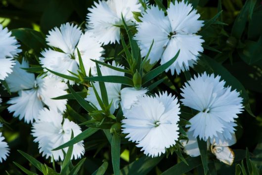 Close-up of several Dianthus 'Wee Willii Sweet William' flowers with fringed petals surrounded by green foliage, perfect for a 4" pot.