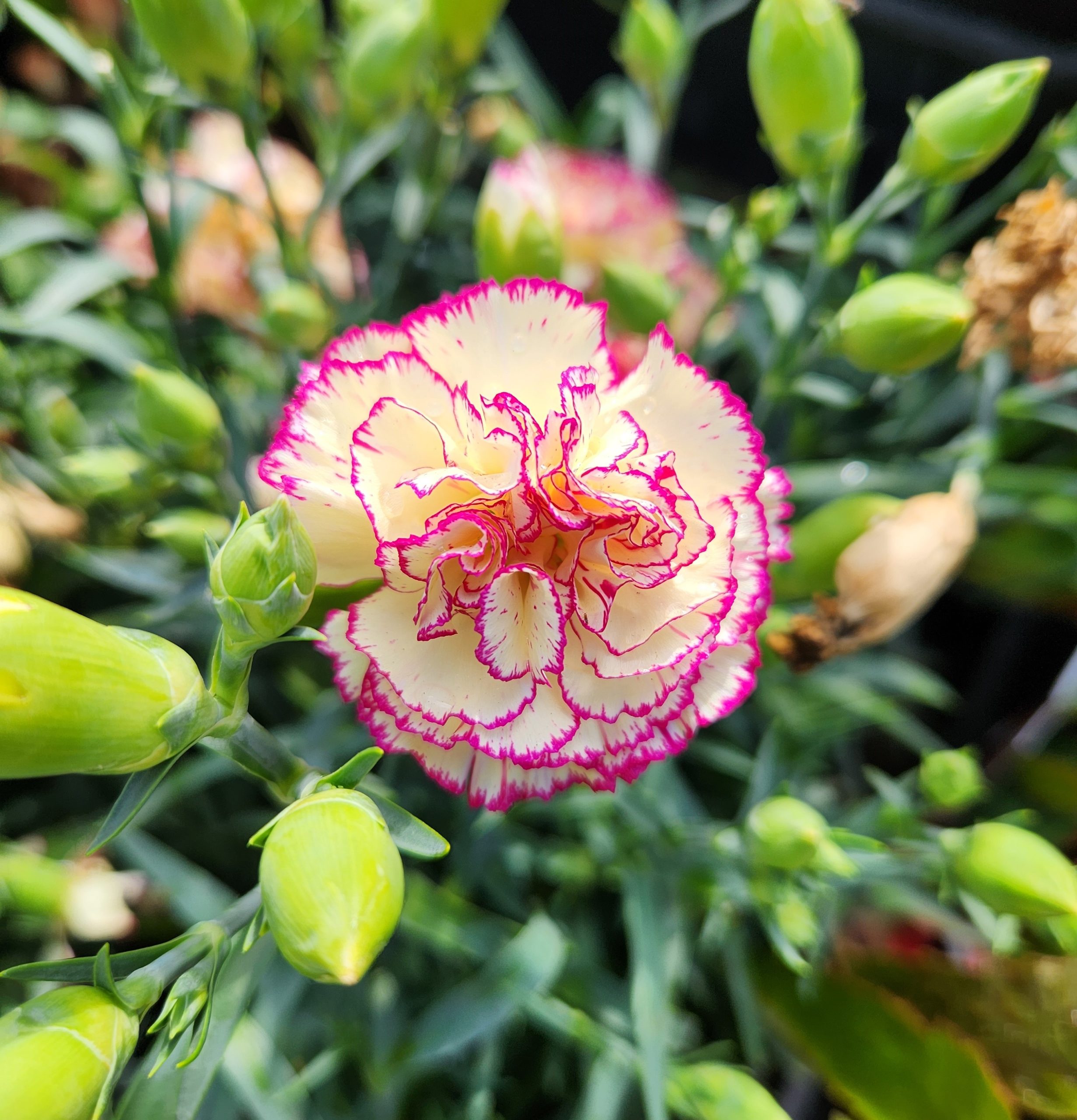 Close-up of a Dianthus 'Salmon' carnation flower with cream petals edged in pink, surrounded by green buds and leaves, in a 6" pot.