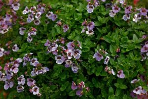 A dense cluster of green foliage adorned with numerous small purple and white flowers in bloom, featuring the charming Diascia 'Piccadilly™ Denim Blue,' all nestled in a 4" pot.