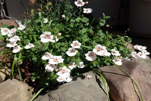 A cluster of small white flowers with green leaves grows between large gray and brown rocks in a sunlit garden, complementing the vibrant hues of Diascia 'Piccadilly™ Denim Blue' planted nearby in a charming 4" pot.