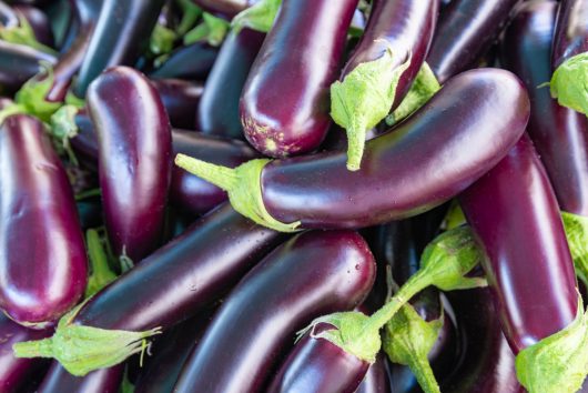 A close-up view of a pile of fresh, purple Eggplant 'Bonica' 4" Pot (Copy) with green stems.