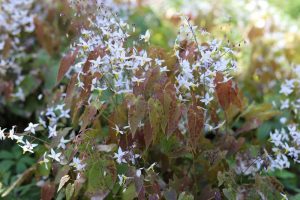 A cluster of delicate white flowers with thin petals grows among reddish-brown and green leaves in a garden setting, resembling the elegance of the Epimedium 'Silver Queen' 5" Pot.