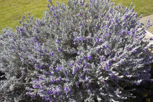 A dense bush with silver-grey leaves and numerous small purple flowers, the Eremophila 'Blue Velvet' Emu Bush in an 8" pot adds charm to any grassy outdoor area.