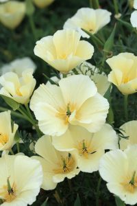 Close-up of several vibrant Eschscholzia 'Red Chief' Californian Poppies in a 4" pot, adorned with dewdrops on their petals and surrounded by lush green foliage.