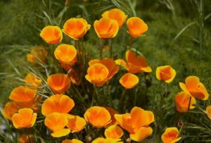 Close-up of a cluster of vibrant Eschscholzia 'Apricot Chiffon' Californian Poppies in full bloom against a backdrop of lush green foliage.