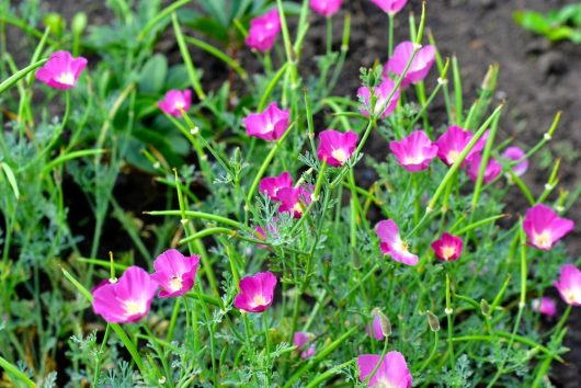 A garden bed with green foliage, bright pink flowers, and a touch of Eschscholzia 'Milky Way' Californian Poppy 4" Pot for extra charm.