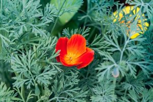 An Eschscholzia 'Apricot Chiffon' Californian Poppy in a 4" pot boasts a solitary apricot-colored blossom accented by lush, green, fern-like foliage.