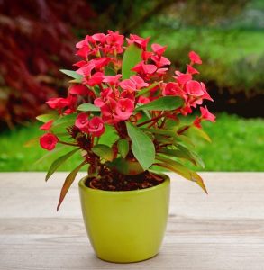 A Euphorbia 'Milii Red' Crown of Thorns in a 7" pot, showcasing vibrant red flowers, sits on a wooden surface against a blurred green and red outdoor background.