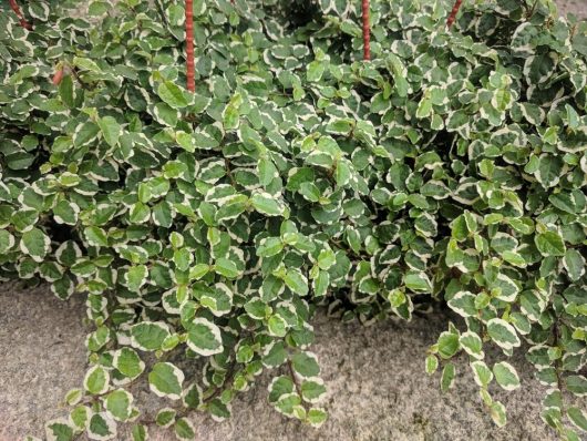 Close-up of a bushy green plant with small leaves featuring white edges, hanging over a concrete surface.