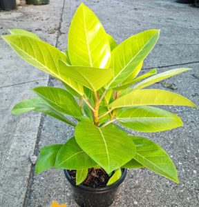 A young potted plant with large, vibrant green leaves is placed on a concrete surface outdoors.