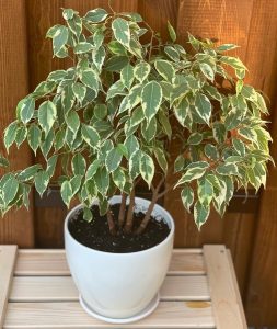 A Ficus 'Starlight' Weeping Fig in a 6" pot, featuring variegated leaves, sits on a wooden surface against a wooden background.