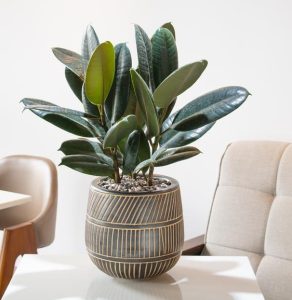 A potted rubber plant with dark green leaves sits on a white table between two beige chairs.