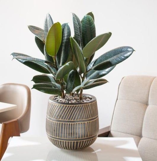 A potted rubber plant with dark green leaves sits on a white table between two beige chairs.