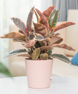 A potted Rubber Plant with variegated leaves in shades of green, brown, and pink sits on a white surface in a well-lit room.