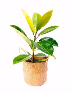 A potted rubber plant with large green leaves in a woven basket container against a white background.