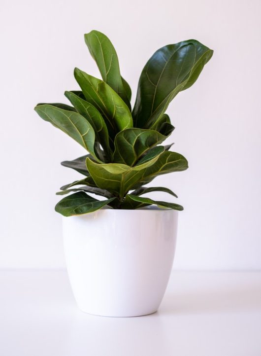 A fiddle leaf fig plant with glossy green leaves in a white pot against a plain background.