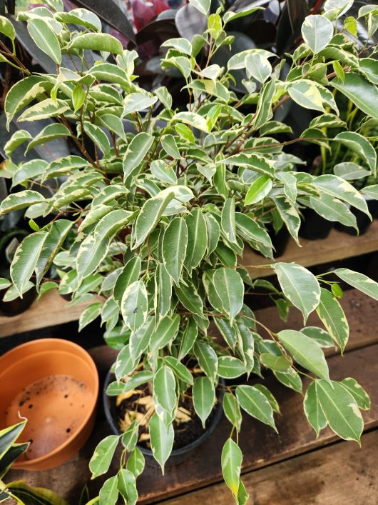 A Ficus 'Starlight' Weeping Fig in a 6" pot with variegated green leaves sits on a wooden surface next to an empty terracotta saucer.