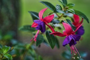 Close-up of two fuchsia flowers with pink and purple petals hanging from a green leafy branch, their vibrant hues reminiscent of the rare Fuchsita stone, set against a blurred background. This beautiful scene features the Fuchsia Fuchsita® 'Red White' in a 6" pot.